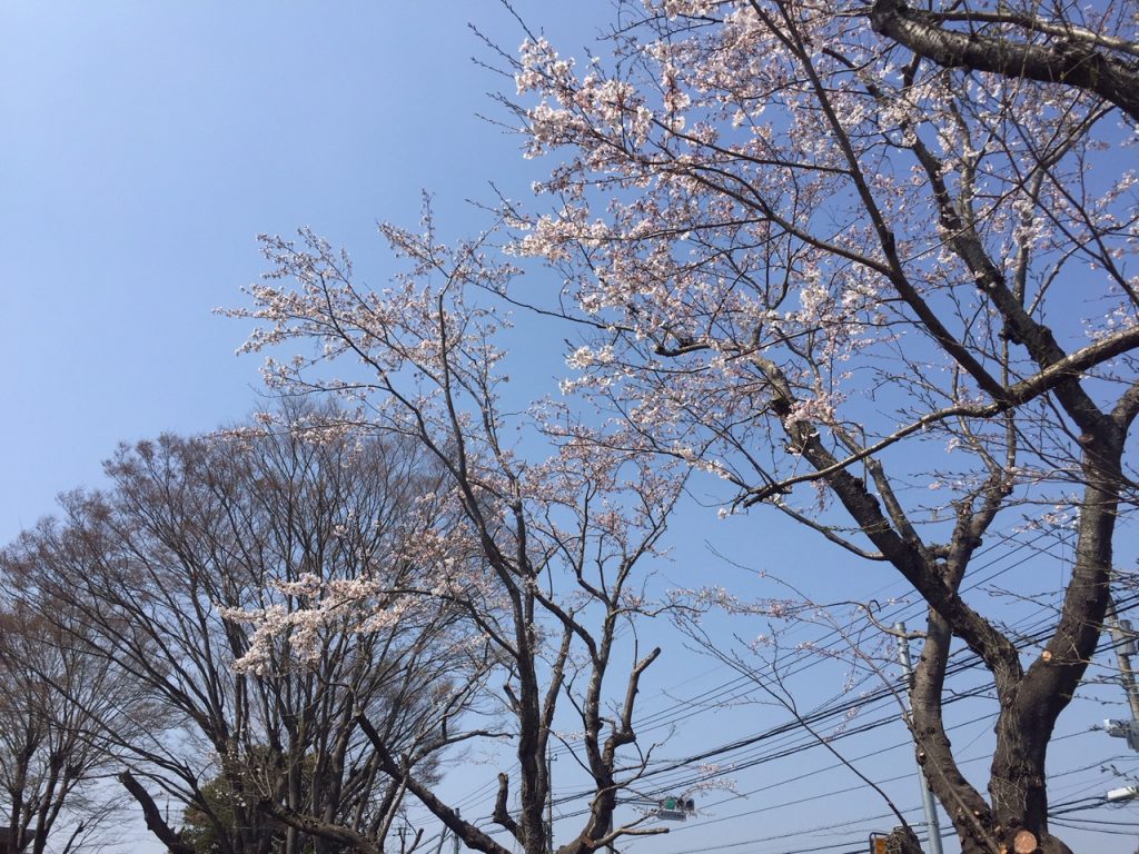 三反田小の桜