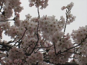 IMG_1973_R