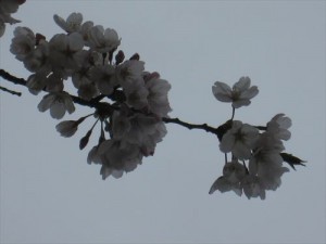 IMG_1974_R