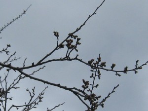 IMG_3210