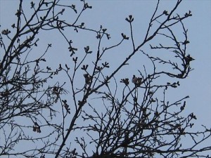 IMG_3213_R