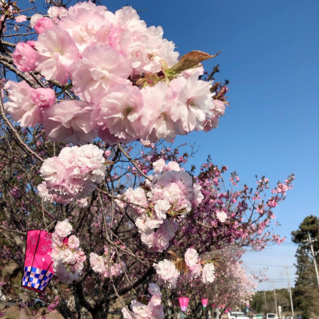 Gwはネモフィラが見頃 ひたち海浜公園 くらしと燃料のハナワ