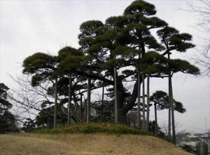 湊公園の松_R
